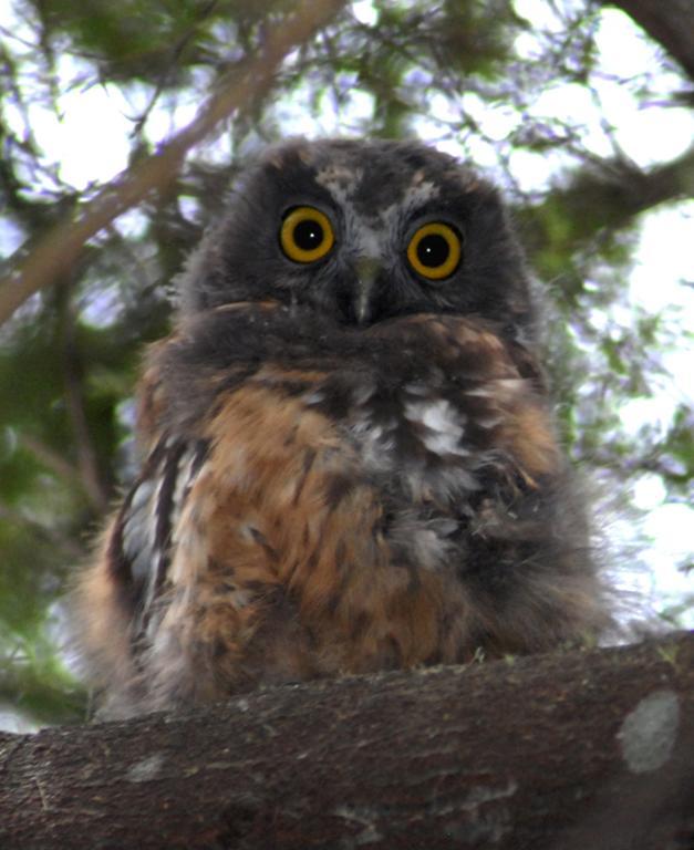 Morepork Riverside Lodge Paihia Exterior foto