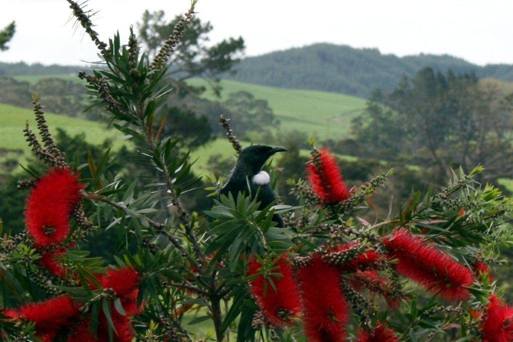Morepork Riverside Lodge Paihia Exterior foto