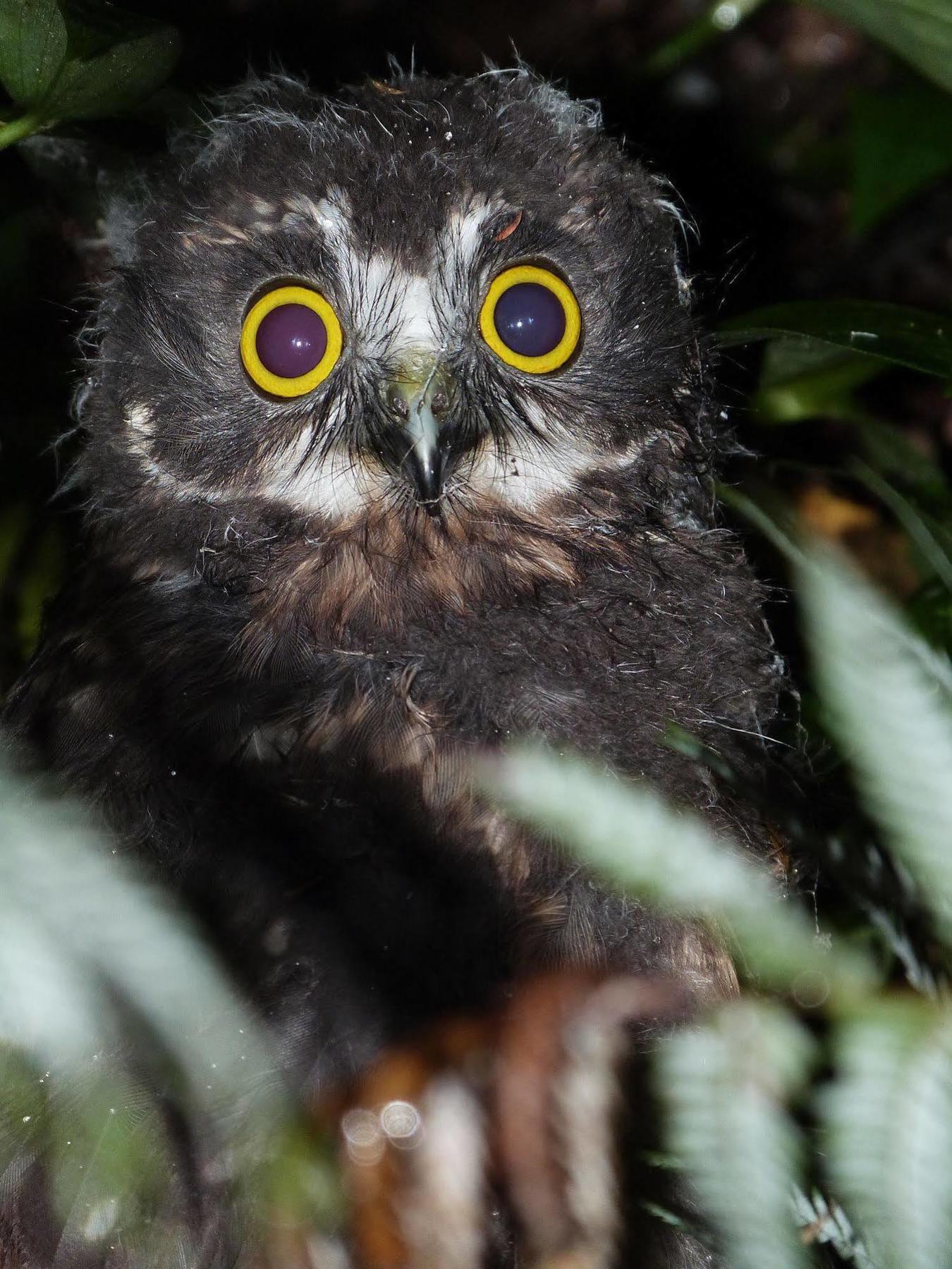 Morepork Riverside Lodge Paihia Exterior foto