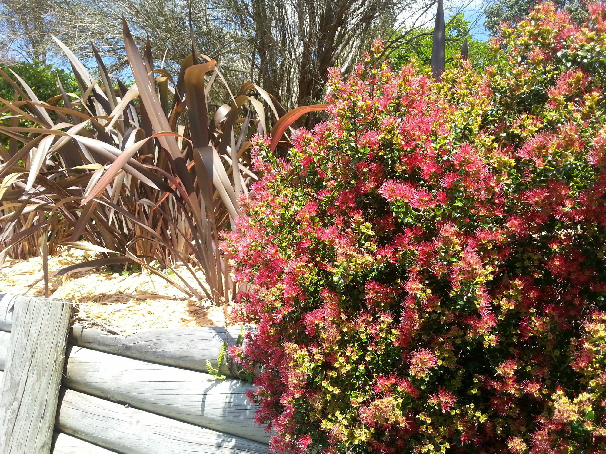 Morepork Riverside Lodge Paihia Exterior foto