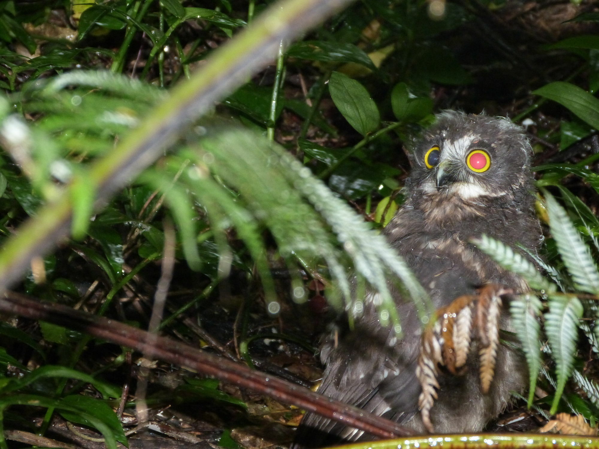 Morepork Riverside Lodge Paihia Exterior foto